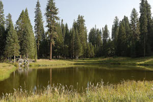 yosemite<br>NIKON D200, 20 mm, 100 ISO,  1/125 sec,  f : 6.7 